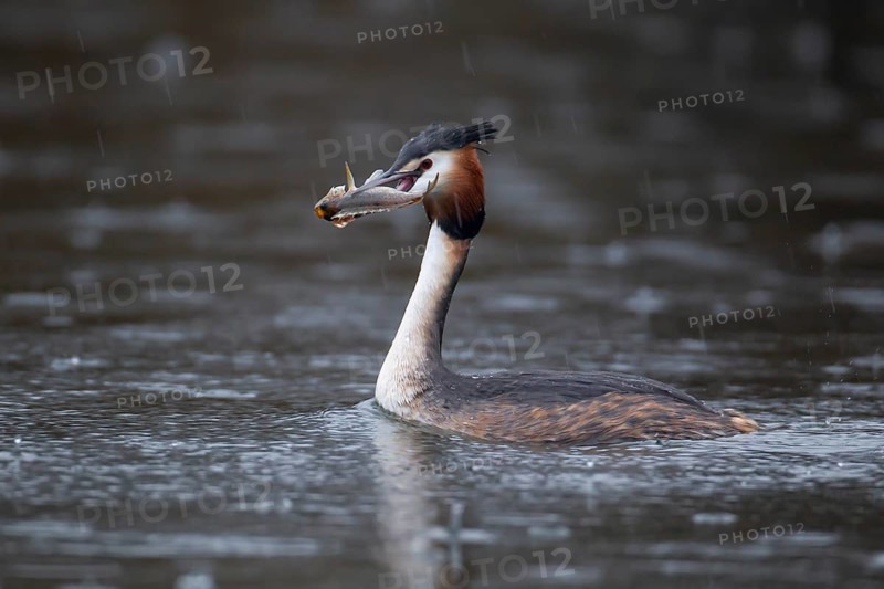Great crested grebe (Podiceps cristatus) adult bird on a lake with a Bullhead fish in its beak, England, United Kingdom, Europe