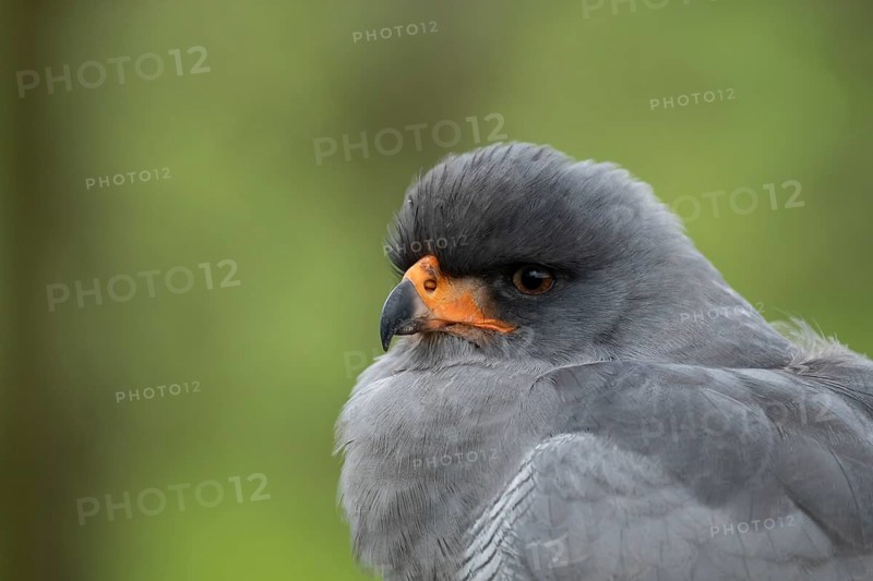Pale chanting goshawk (Melierax canorus) adult bird of prey head portrait, England, United Kingdom - Captive
