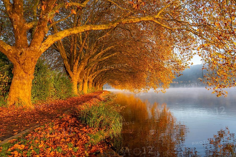Autumn colours on the Platanen Allee, Hardenberg Ufer, lakeside path on Lake Baldeney, near Haus Scheppen, in Essen, North Rhine-Westphalia, Germany, Europe