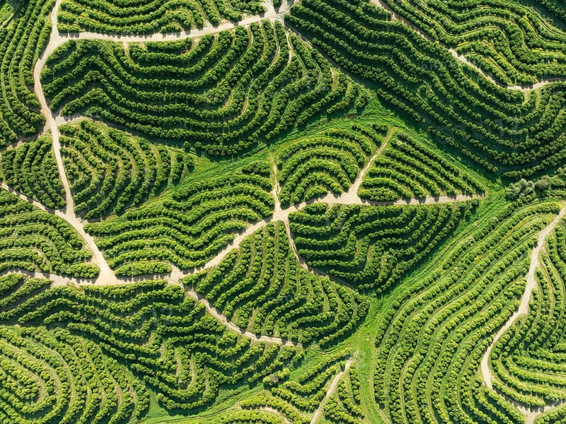 Cultivated orange trees (Citrus sinensis) and network of agricultural roads. Aerial view. Drone shot. Huelva province, Andalusia, Spain, Europe