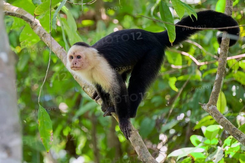 White-shouldered capuchin monkey (Cebus capucinus) Costa Rica