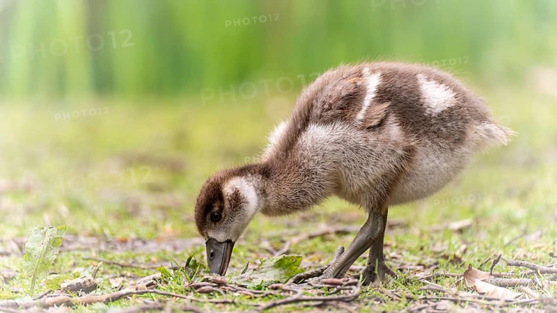 Nile goose chicks (Alopochen aegyptiaca) running through grass and branches, foraging, feeding from the ground, profile view, close-up, background blurred green, Rombergpark, Dortmund, North Rhine-Westphalia, Germany, Europe