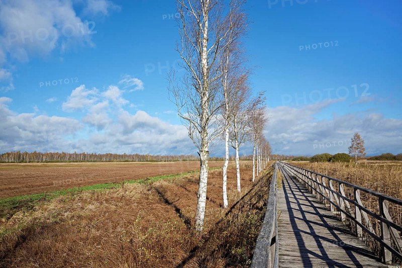 Federsee lake footbridge, Federsee nature reserve, UNESCO World Heritage Site, Bad Buchau, Upper Swabia, Baden-Württemberg, Germany, Europe