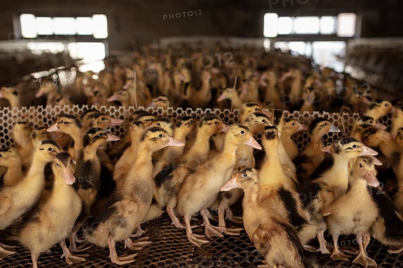 Ducklings in rearing station, Jiang Su Salted Duck Farming Co. Ltd, Xiang Shui County, China, Asia