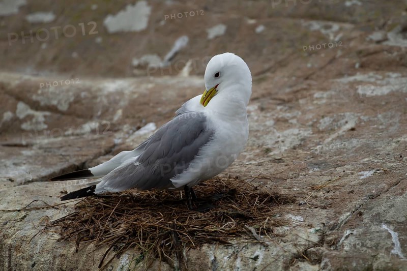 Black-legged kittiwake (Rissa tridactyla) adult sea bird on a nest on a cliff, England, United Kingdom, Europe