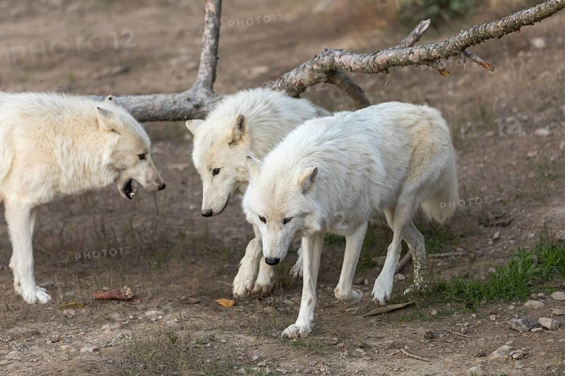 Three Hudson Bay wolves (Canis lupus hudsonicus) walking over a dry forest floor. Some logs in the background