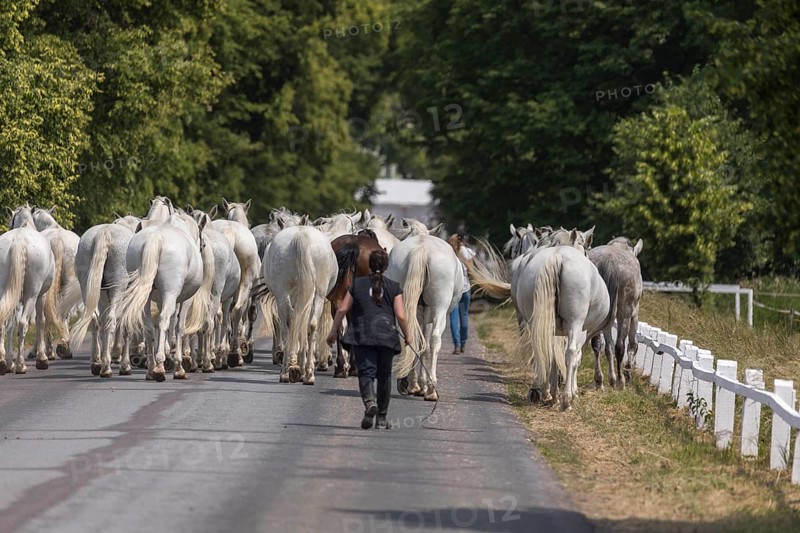 Kladruber horse, mares, walking to the stable. National Stud Farm Kladruby nad Labem