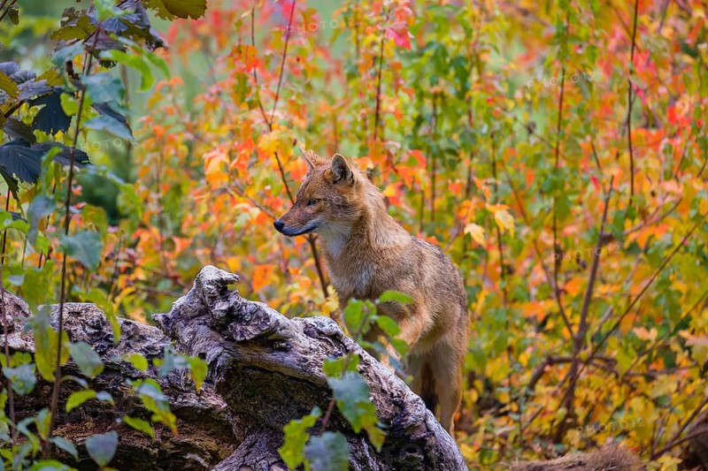 One golden jackal (Canis aureus) stands on a fallen tree trunk. Behind him is a tree in intense autumn colours