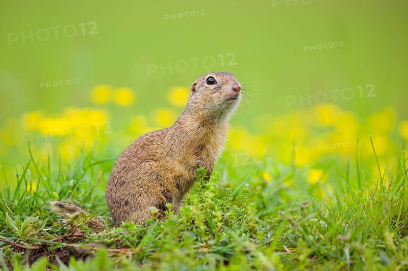 An adult European ground squirrel (Spermophilus citellus) or European souslik sits in green gras next to a flowering Ranunculus
