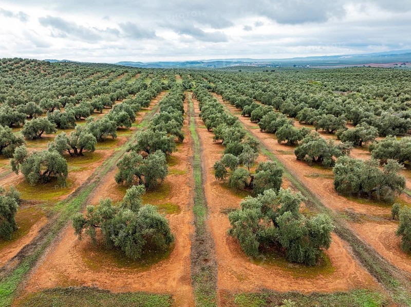 Cultivated olive trees (Olea europaea). Aerial view. Drone shot. Jaén province, Andalusia, Spain, Europe