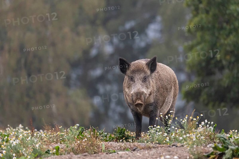 One adult wild boar or wild pig (Sus scrofa) searching for food on a flowering meadow in late afternoon light with a forest in first autumnal colours in the background