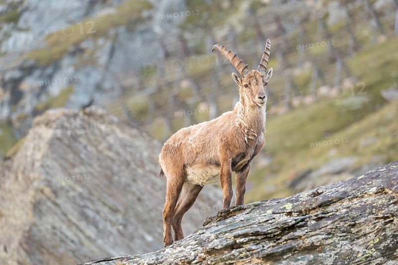One young adult male ibex (Capra ibex) standing on rocks, side portrait with late light. Avalanche protection in the background