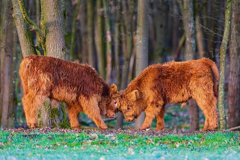Two Highland calves (Bos (primigenius) taurus) playfighting