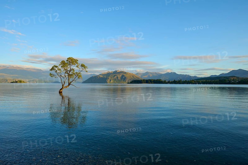 A solitary tree in the lake with blue dawn and mountain landscape, summer, Lake Wanaka, Wanaka, Otago, South Island, New Zealand, Oceania
