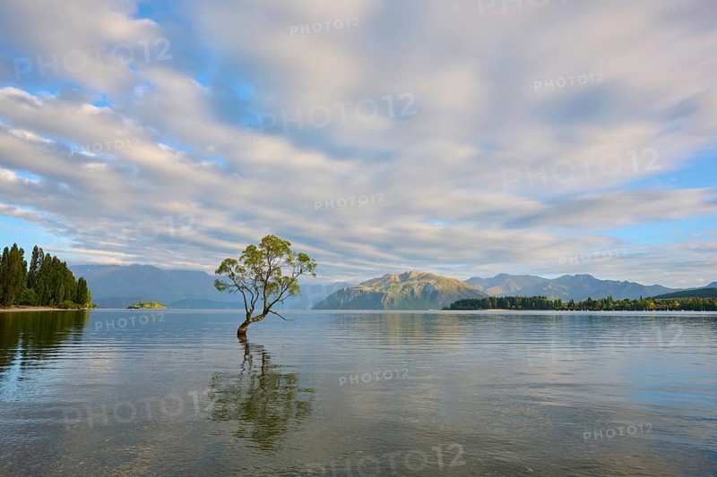 A tree stands in a calm lake with mountains in the background and cloud patterns in the sky, summer, Lake Wanaka, Wanaka, Otago, South Island, New Zealand, Oceania