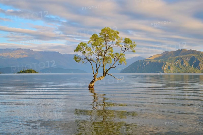 Single tree reflected in the calm waters of a lake, surrounded by mountains, summer, Lake Wanaka, Wanaka, Otago, South Island, New Zealand, Oceania