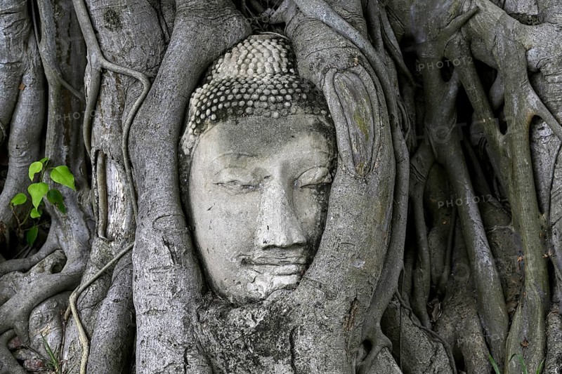 Sandstone Buddha head at the foot of a Bodhi tree in Wat Mahathat, Temple of the Great and Holy Relic, Ayutthaya, Ayutthaya Province, Thailand, Asia