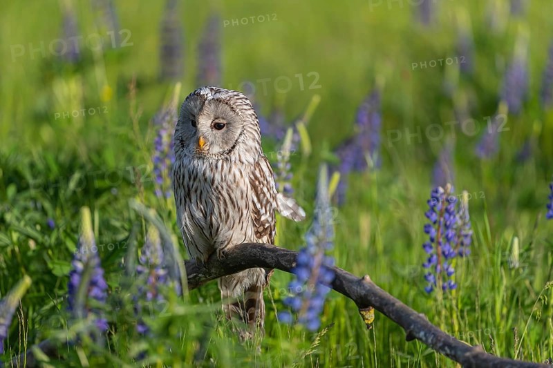 One Ural owl (Strix uralensis) sitting on a branch lying in a field of flowering lupines in late evening light