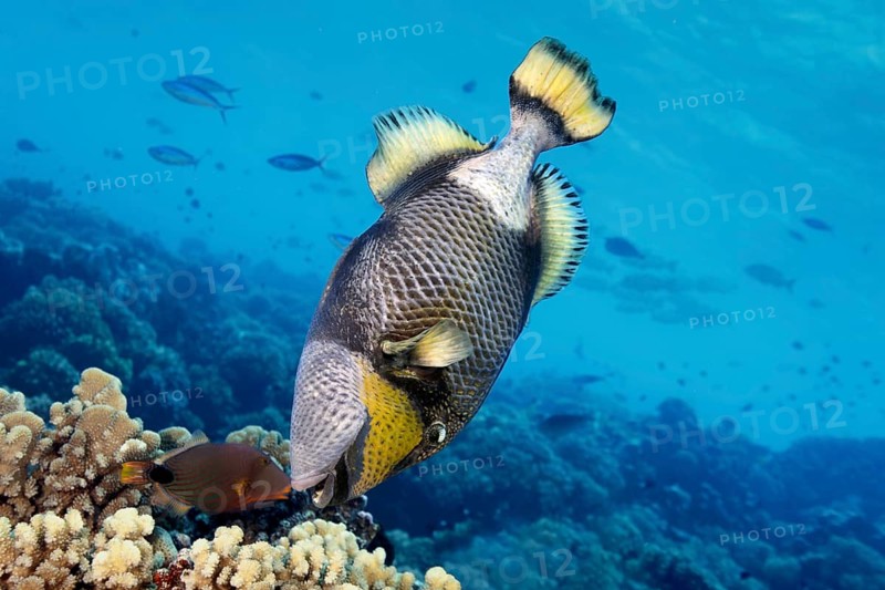 Giant triggerfish (Balistoides viridescens) and orange stripe triggerfish, (Balistapus undulatus), foraging in a stony coral reef, Tuamotu Archipelago, French Polynesia, South Pacific, Pacific Ocean, Oceania