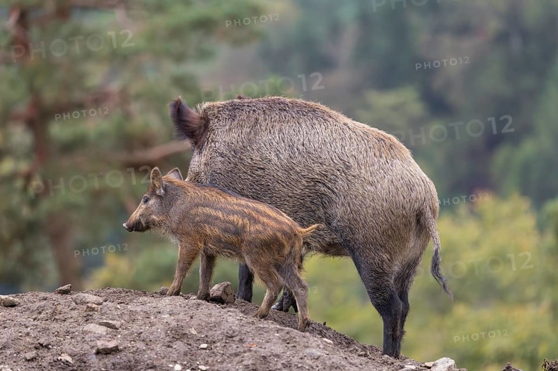 An adult female wild boar (Sus scrofa)and a piglet stand side by side on a small hill. A forest can be seen in the background