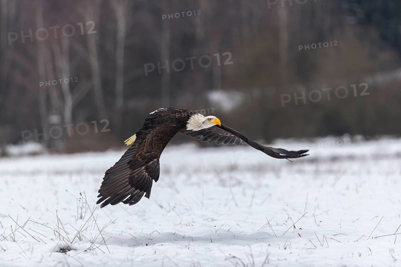 One Bald Eagle, Haliaeetus leucocephalus, flying over a snowy meadow with a birch tree forest in the background on an overcast winter day