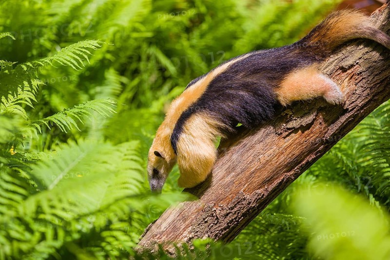 A southern tamandua (Tamandua tetradactyla), climbs down a tree in a forest