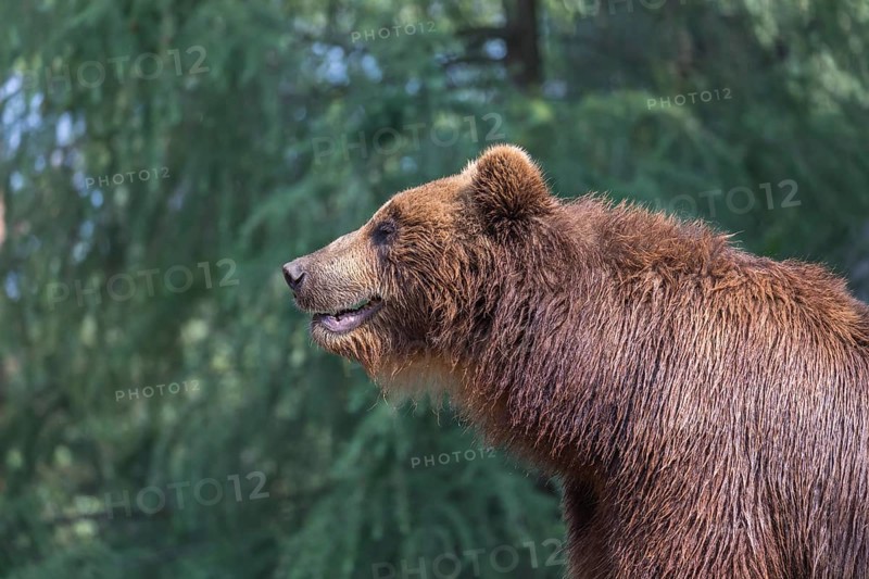 One Kamchatka brown bear (Ursus arctos piscator), portrait