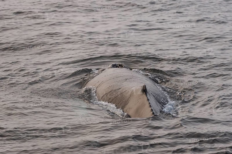 Humpback whale (Megaptera novaeangliae), Barents Sea, Northeast Land, Svalbard and Jan Mayen archipelago, Norway, Europe