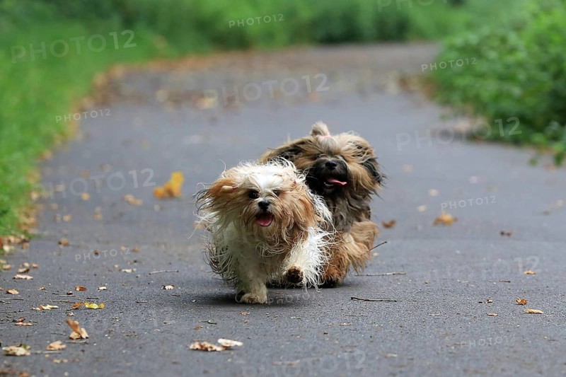 Lhasa Apso, Lhasa terrier, lion dog, Tibet, running