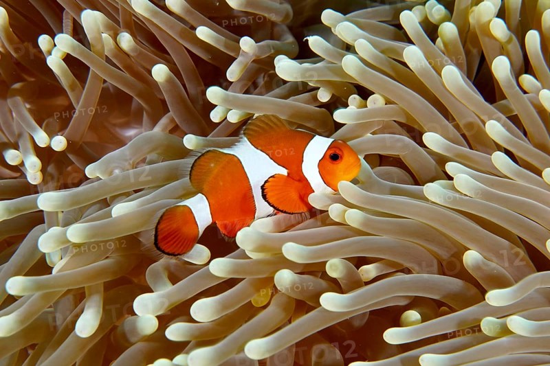 An Ocellaris Clownfish (Amphiprion ocellaris) swimming in the tentacles of a light-coloured sea anemone, dive site Coral Garden, Menjangan, Bali, Indonesia, Asia