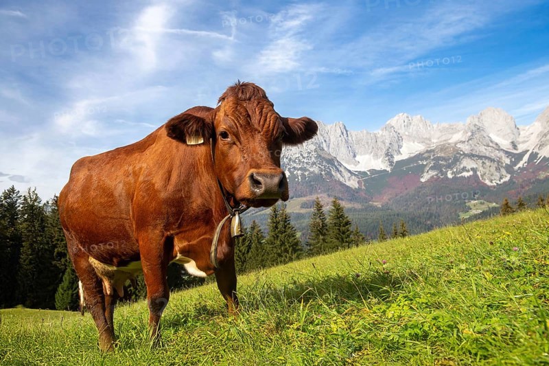 Cow on a mountain pasture near Going, Tyrol. The Wilder Kaiser massif can be seen in the background