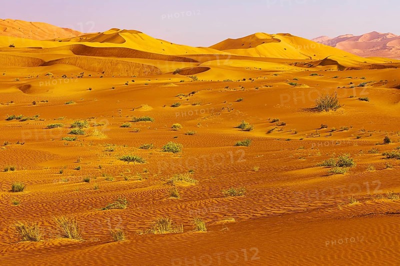Wind-sculpted curved sand dunes, in front of a sandy area with green vegetation, in the Rub al Khali desert, Dhofar province, Arabian Peninsula, Sultanate of Oman