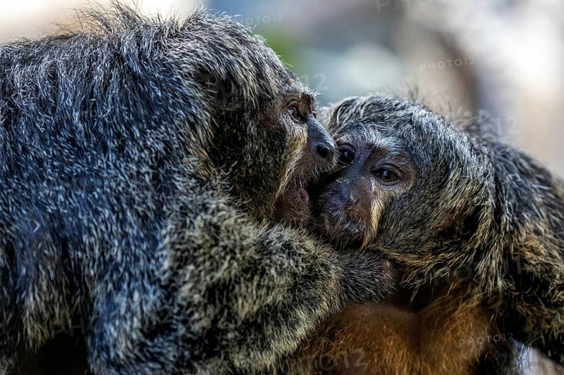 Monk monkeys (Pithecia monachus), male and female, captive, Baden-Württemberg, Germany, Europe