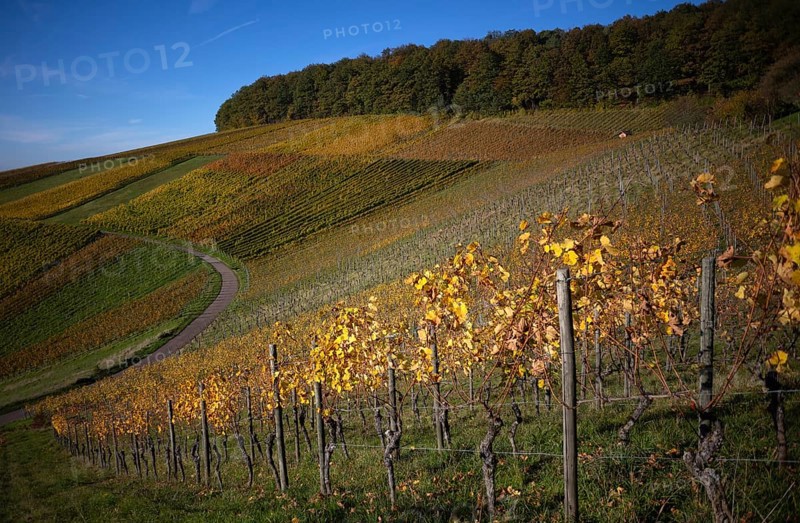Road, path through vineyard, vines, grapevines, vine cultivation, autumn colours, autumn, graphic, Strümpfelbach, Weinstadt, Baden-Württemberg, Germany, Europe