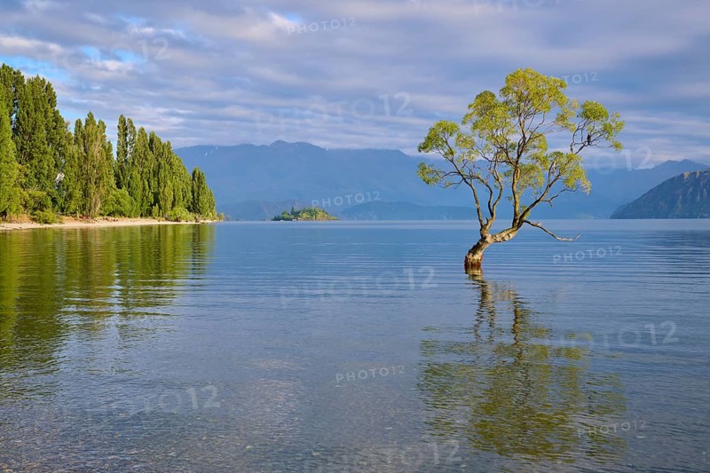 A tree on the lakeshore with a clear reflection in the water, surrounded by mountains and forest, summer, Lake Wanaka, Wanaka, Otago, South Island, New Zealand, Oceania