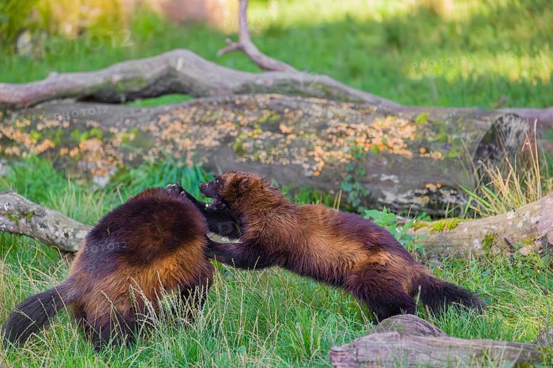 Two wolverine (Gulo gulo) fight each other on a green meadow at a forest edge