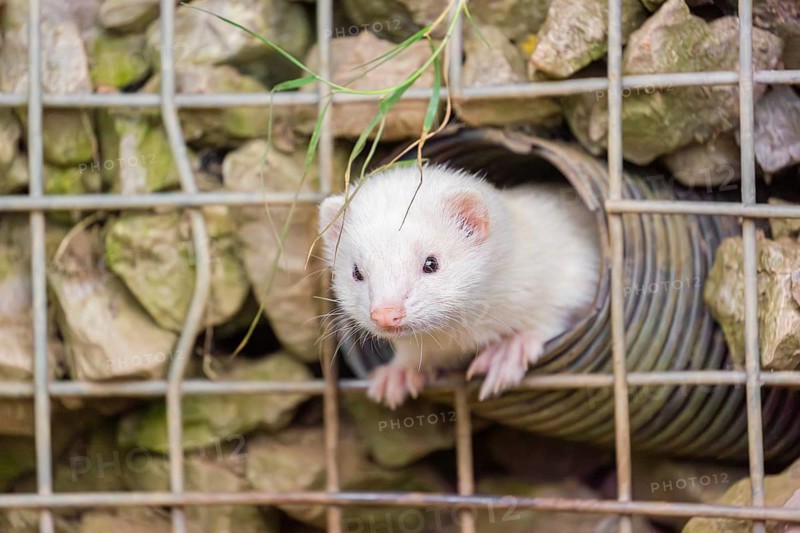 A female ferret (Mustela putorius furo) looks out of a tube