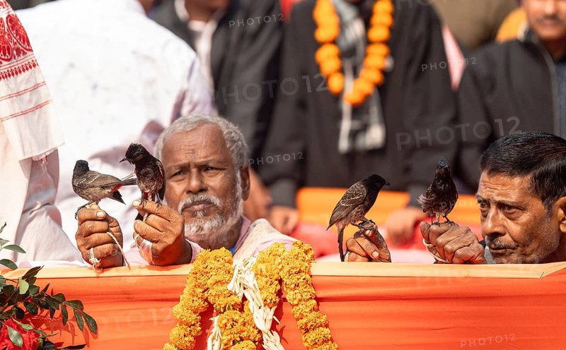 Hajo, India. 15 January 2024. Bird owners hold red-vented bulbuls before fighting during a traditional bird fighting game on the occasion of Magh Bihu or Bhogali Bihu at Hayagrib Madhab temple