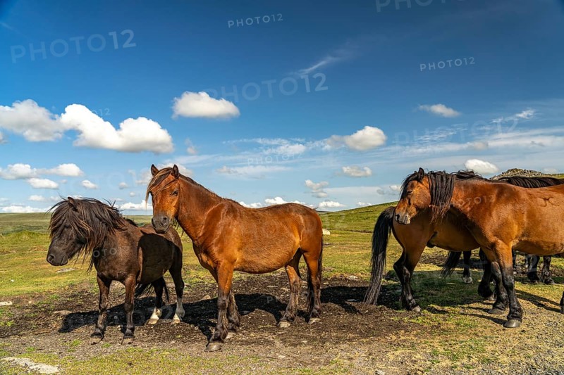 Horses on Dartmoor, Devon, England, Great Britain