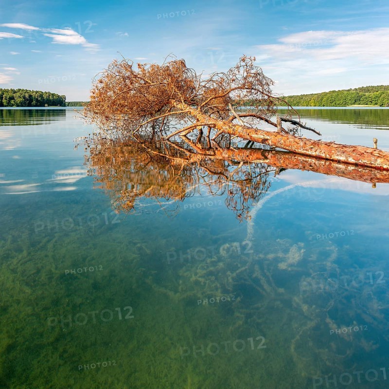 A fallen tree lies in the Stechlin, Großer Stechlinsee, clear water lake, view through the clear water to the bottom of the lake, municipality of Stechlin, district of Oberhavel, Brandenburg, Germany, Europe