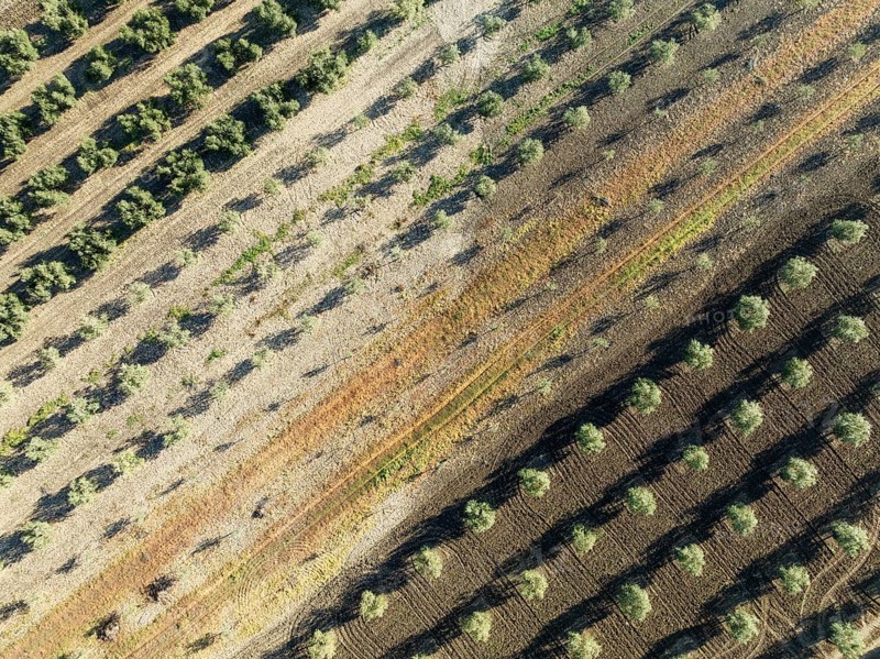 Cultivated olive trees (Olea europaea). Aerial view. Drone shot. Córdoba province, Andalusia, Spain, Europe
