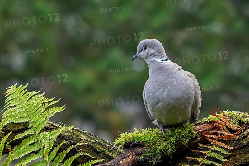 Eurasian collared dove (Streptopelia decaocto) adult perched on tree stump