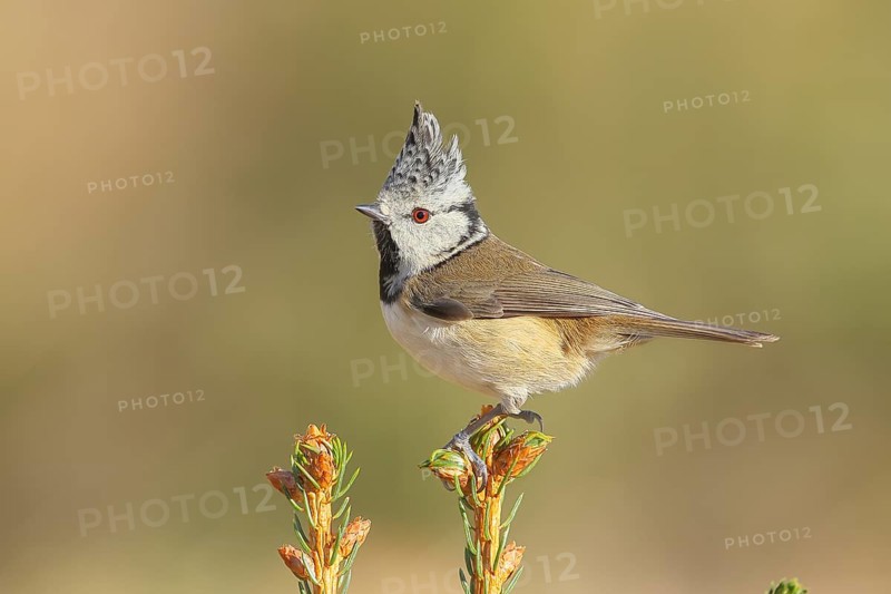 Crested Tit (Parus Scalloped ribbonfish) sitting on a spruce top, Wildlife, Animals, Birds, Titmouse, Siegerland, North Rhine-Westphalia, Germany, Europe