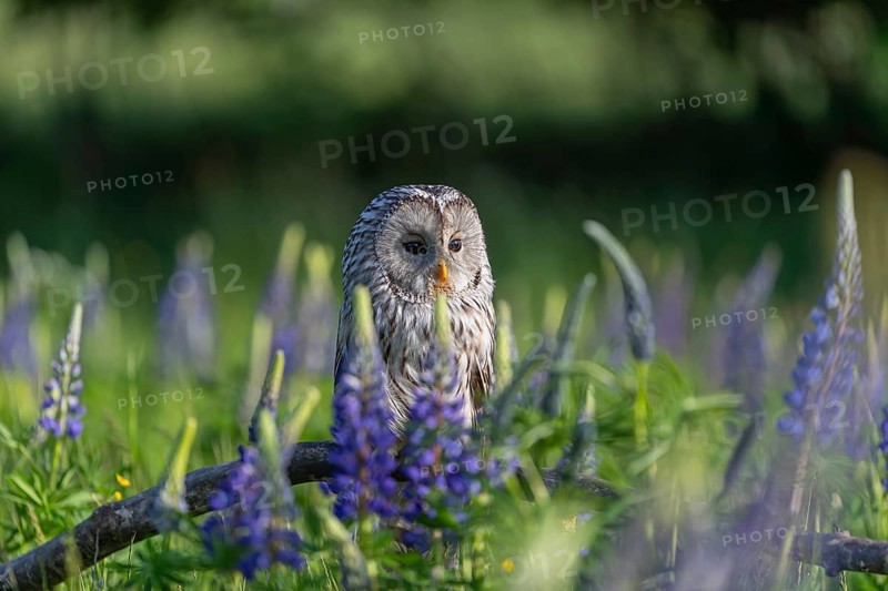 One Ural owl (Strix uralensis) sitting on a branch lying in a field of flowering lupines in late evening light