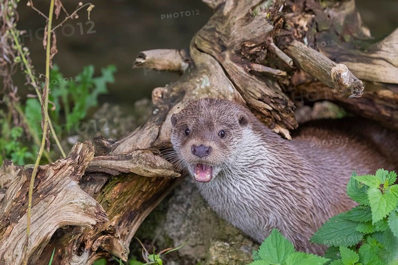 One Eurasian otter (Lutra lutra) resting on the pebbles of a river bank underneath a root of a rotten tree and watching something