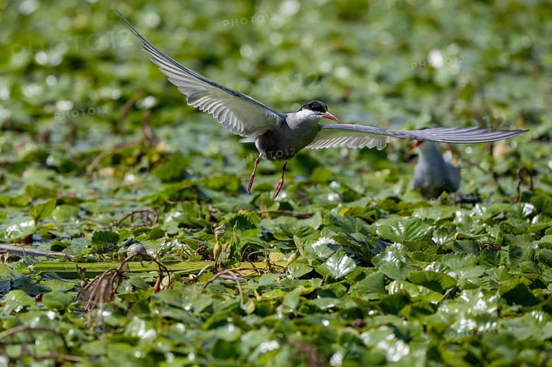 White-bearded Tern (Chlidonias hybrida), landing on the nest, egg visible, Danube Delta, Romania, Europe