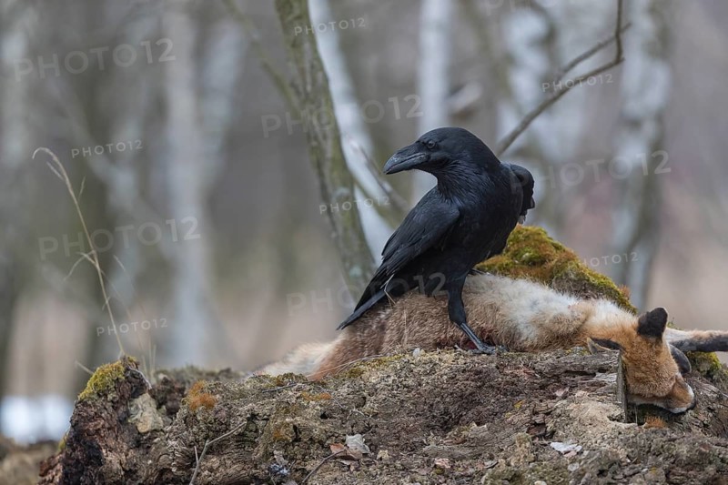 One common raven (Corvus corax), feeding on the carcass of a red fox lying on stones in a forest of birch trees