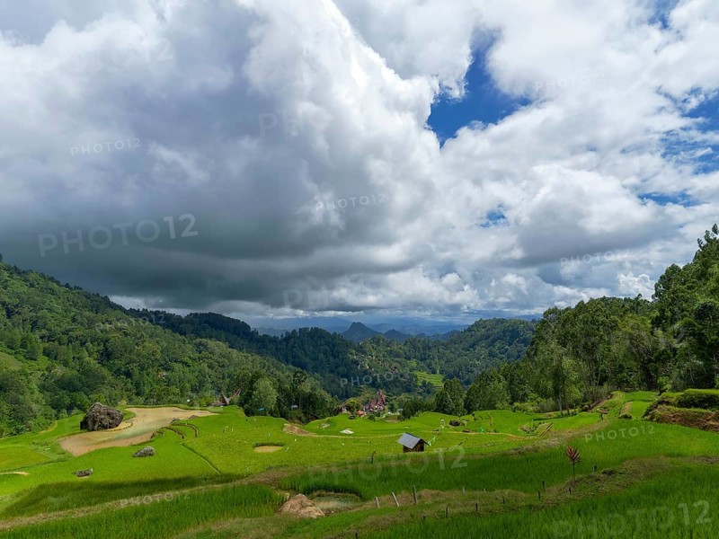 Rice fields, rice terraces, landscape near Limbong, Tana Toraja, Sulawesi, Indonesia, Asia