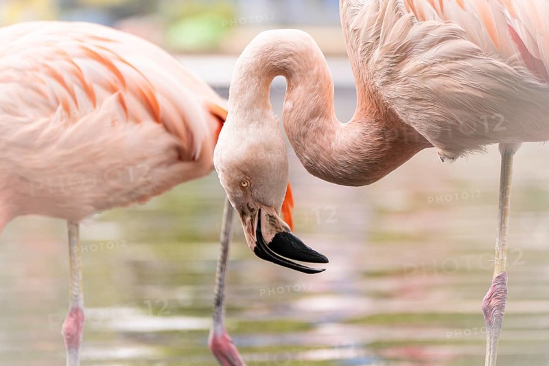 Flamingo (Phoenicopteridae) in section, head bent downwards towards the water, close-up, profile view, second flamingo blurred, Dortmund, North Rhine-Westphalia, Germany, Europe
