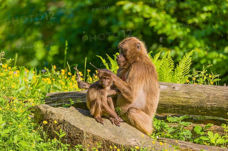 A female Gelada (Theropithecus gelada), or bleeding-heart monkey sits on a log grooming her baby